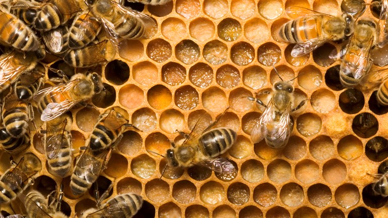Worker bees with pollen stored in beehive cells.
