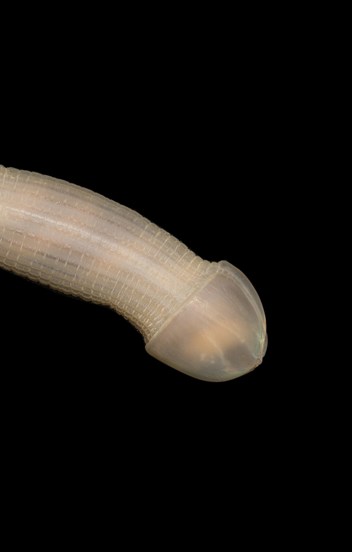 Worm on a black background
