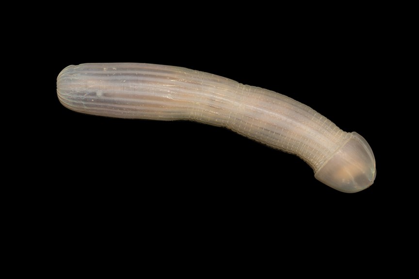 Worm on a black background