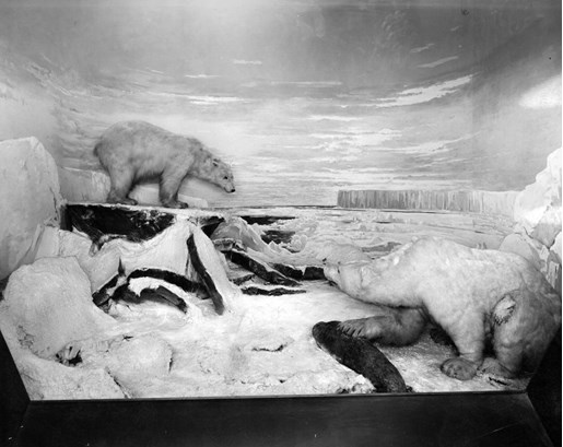 polar bear diorama