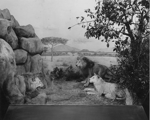 African Lion diorama