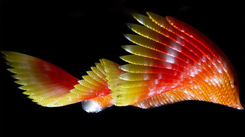 colourful wing sculpture