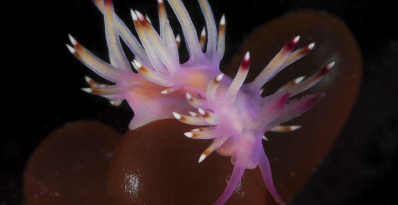 Victoria's nudibranchs