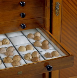 H.L White egg collection, custom made Queensland Maple cabinets open drawer eggs (detail)
