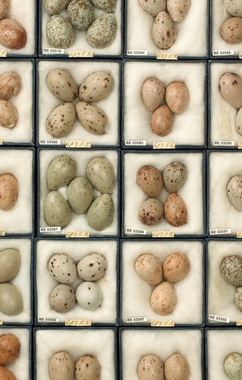 H.L. White egg collection, tray of Magpie eggs.