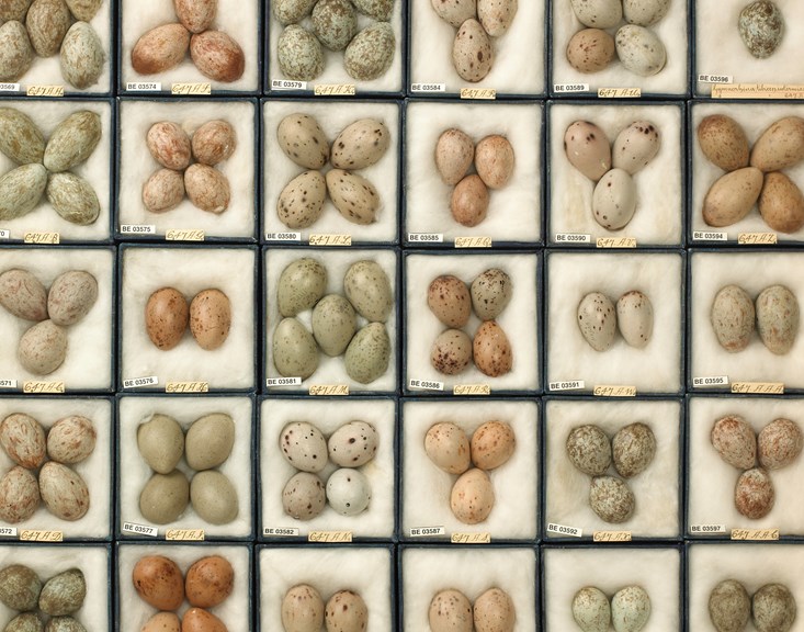 H.L. White egg collection, tray of Magpie eggs.