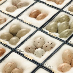 egg collection in tray