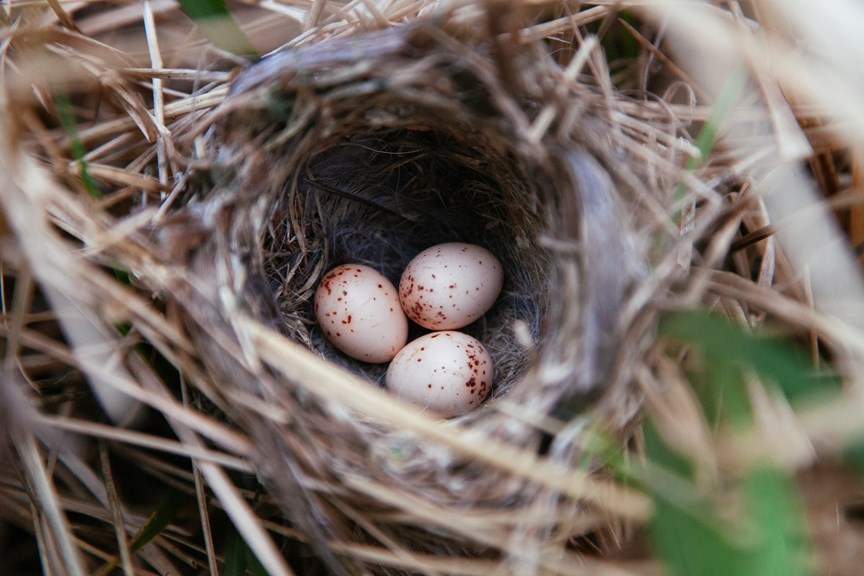 Bird eggs in nest. Location: Australia, Victoria, Alpine National Park, Cowombat Flat.