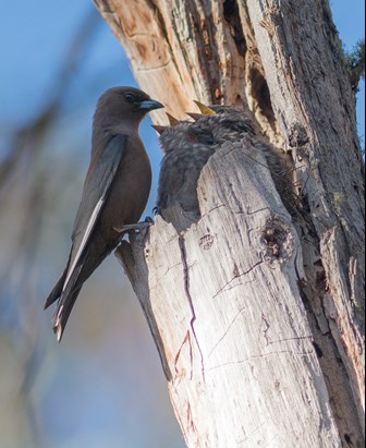 Dusky Woodswallow adult feeding juveniles in nest. Location: Australia, Victoria, St Arnaud, Kara Kara National Park