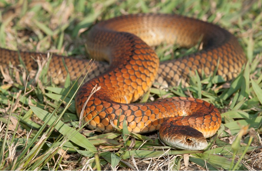 Lowland Copperhead Snake in grass