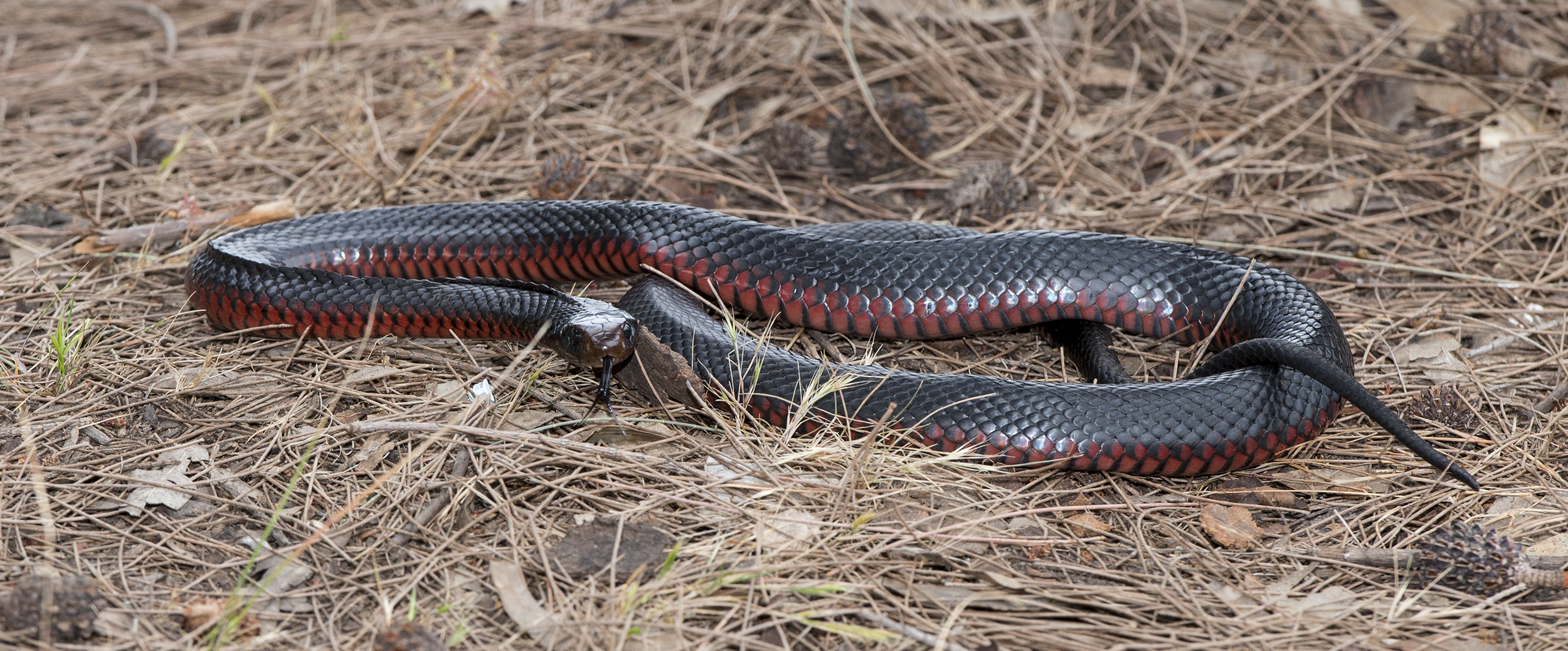 Eight myths about snakes - Museums Victoria