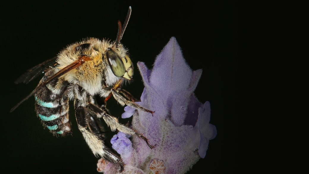 A bee with blue bands on its abdomen, perched on a flower