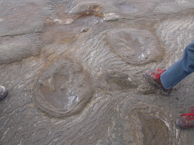 Fossilised megafauna footprints in the Western district of Victoria