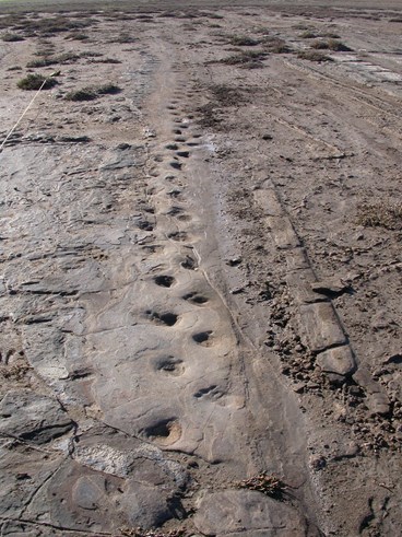 Megafauna trackway in the Western district of Victoria