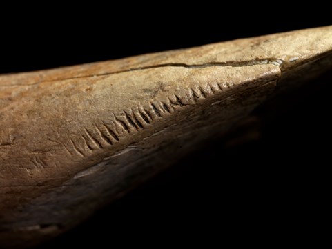Right upper incisor of Diprotodon, featuring possible human markings.