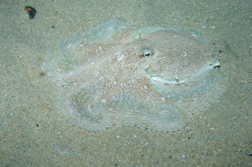 octopus camouflaged in sand