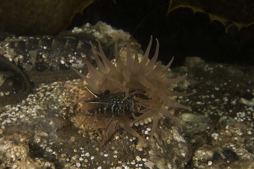 sea anemone and shrimp