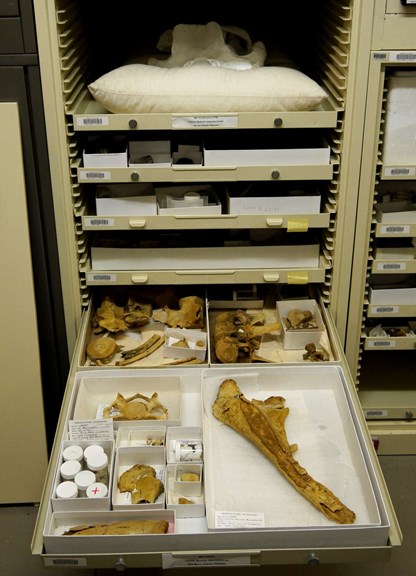 fossils in museum collection drawer