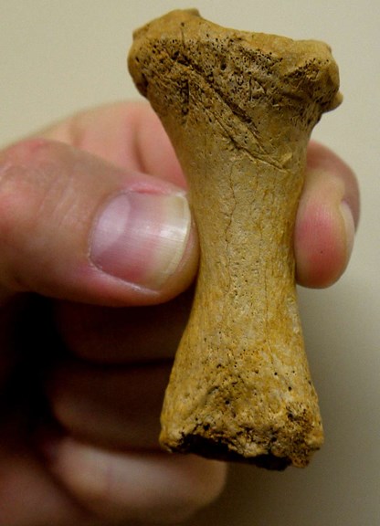 Fossilised whale bone