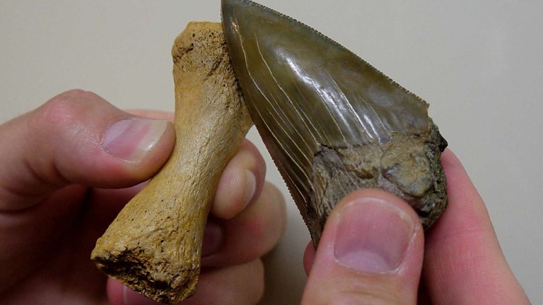 Shark tooth and whale bone
