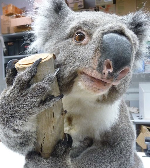 Taxidermied koala