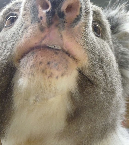 Taxidermied koala close-up