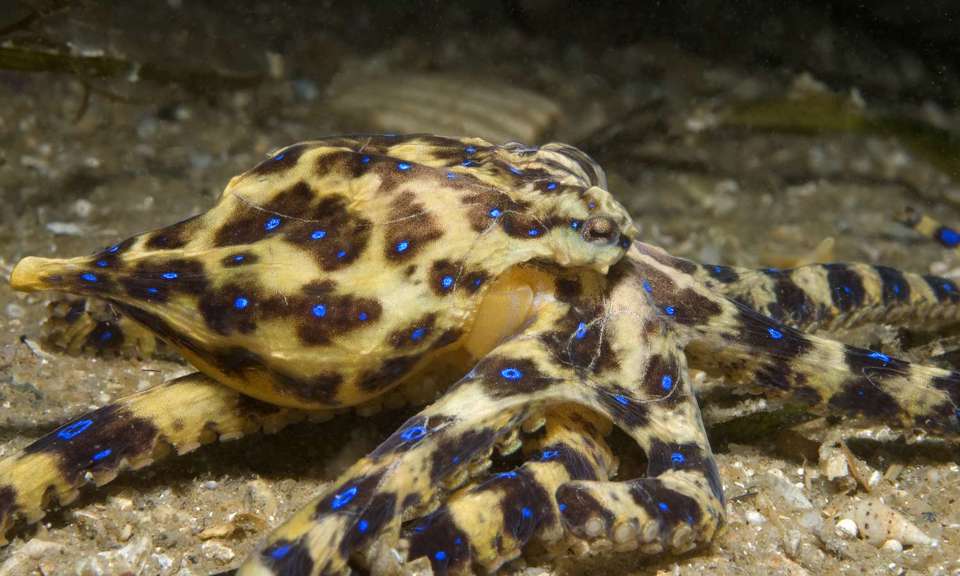 Blue-ringed Octopus