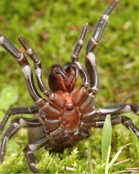 Sydney Funnelweb spider, Atrax robustus in aggresive pose