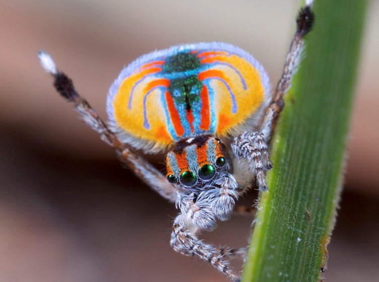 A male Maratus volans peacock spider. Image made available through generous donation of its original author.