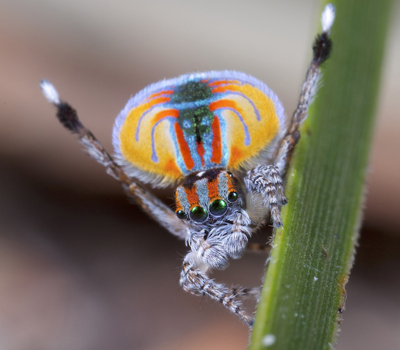 A male Maratus volans peacock spider. Image made available through generous donation of its original author.