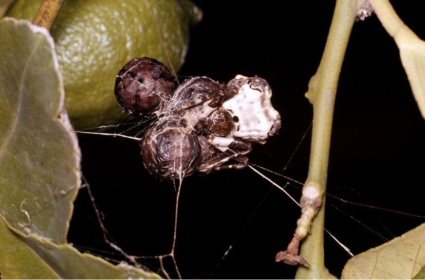 Bird Dropping Spider, Celaenia excavata