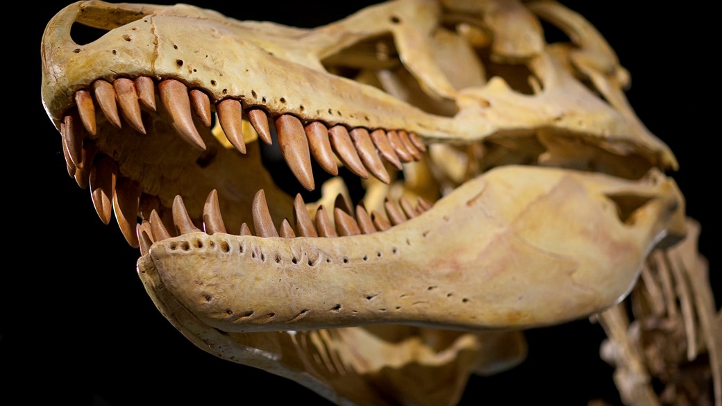 A dinosaur skeleton of a Tarbosaurus.
