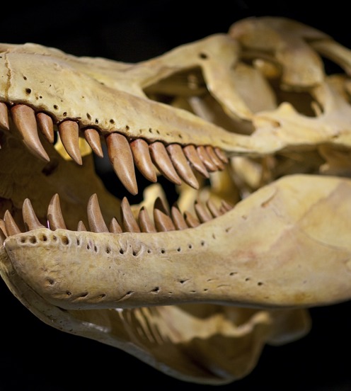 A dinosaur skeleton of a Tarbosaurus.