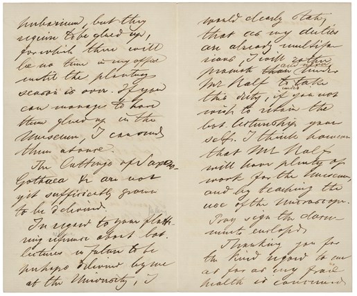 Letter from Baron Ferdinand von Mueller to Professor Sir Frederick McCoy, Victoria, 22 June 1859, page 2 and 3 