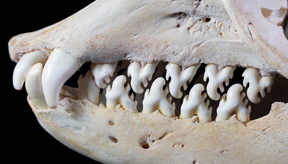 Seal teeth and jawbone