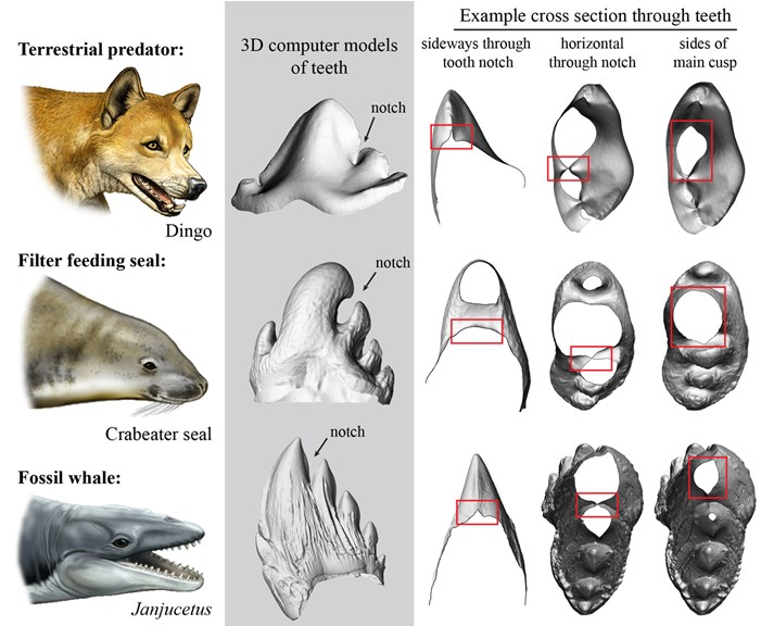 3D teeth models from various animals 