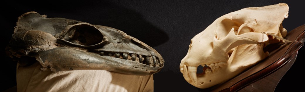 Whale and lion skulls