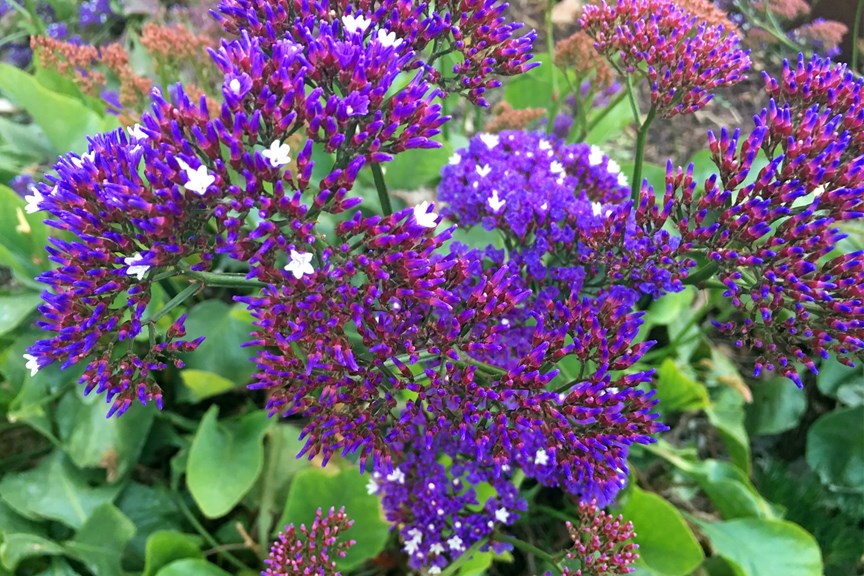 Purple flowers in the System Garden