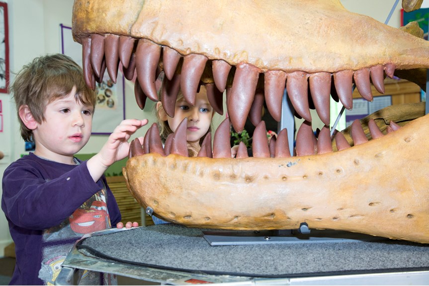 Child looking at a dinosaur skull replica