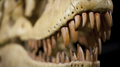 Close up of a Dinosaur skull showing  the teeth
