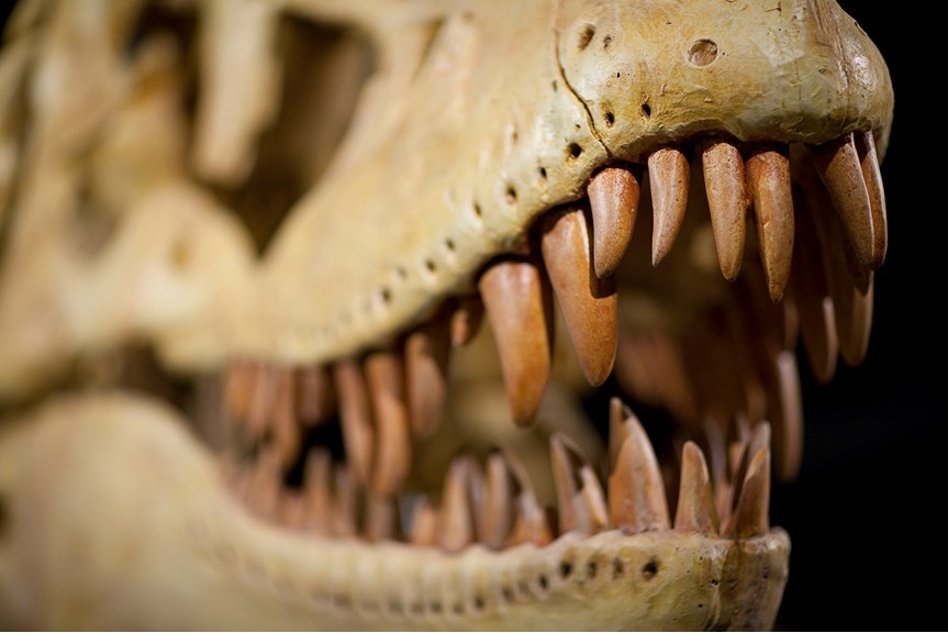 Close up of a Dinosaur skull showing  the teeth