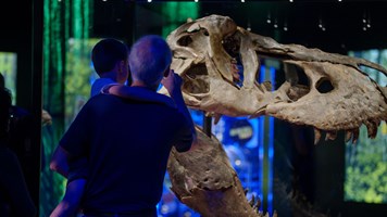 A view from behind of a man holding a child looking at T.rex skull in a showcase.