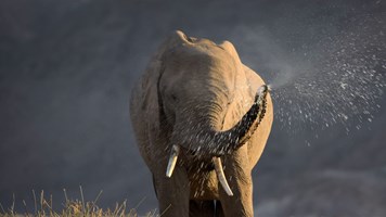 An elephant spraying itself with water from trunk