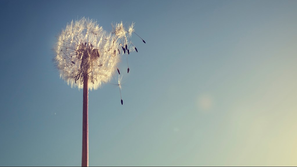 Close up of a dandelion stalk with fluffy head against the backdrop of blue sky and shining sun.