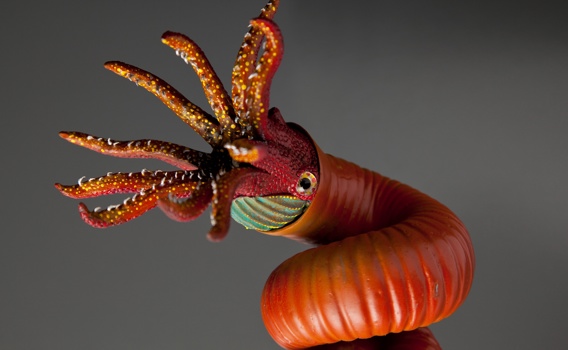 Model of an ammonite, Bostrychoceras polyplocum