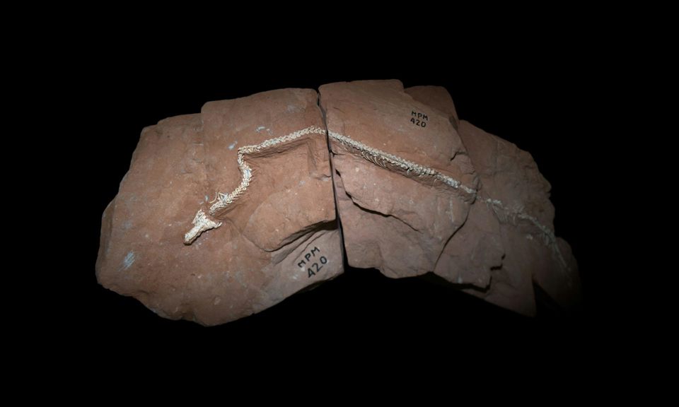 Fossil specimen embedded in red sandstone, with an exposed vertebral column and tail extending across several rock fragments.
