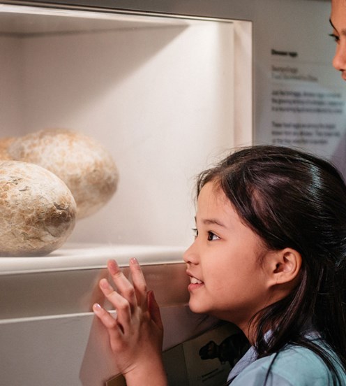 Two children looking at Dinosaur eggs in a museum display