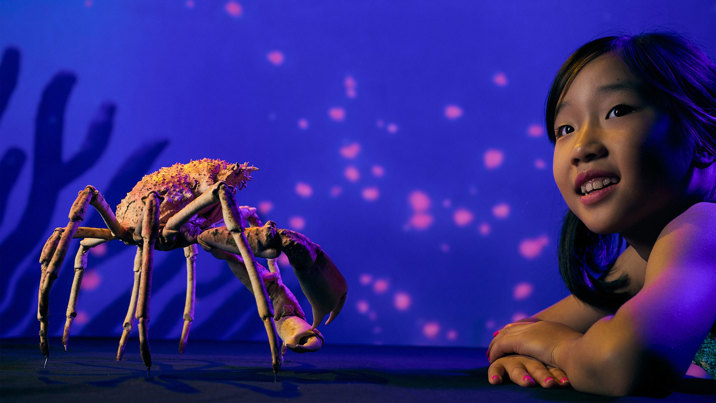 A young girl looks off camera while kneeling in front of an Australian Spider Crab specimen.
