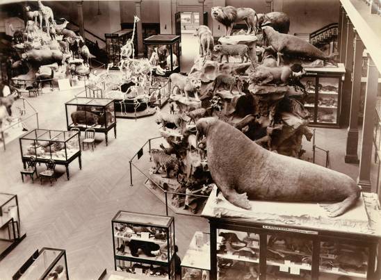 McCoy Hall exhibition cabinents, Natural History Museum Swanston Street