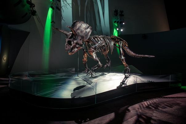 Side view of a Triceratops skeleton standing on a black platform